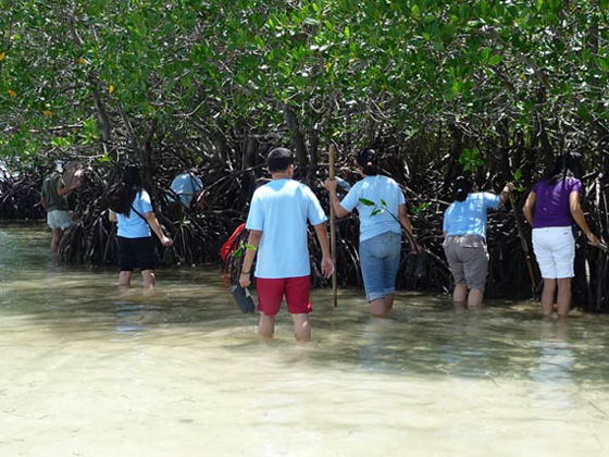 mangrove planting